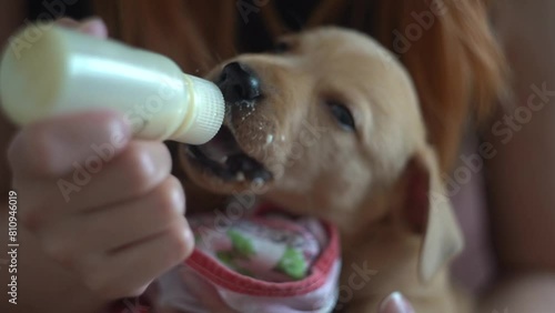 Woman hand feeding young dog