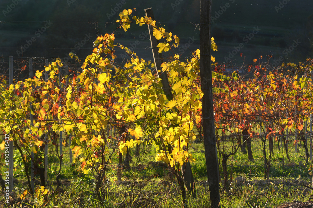 Obraz premium Colorful grapevine tree leaves in autumn season.