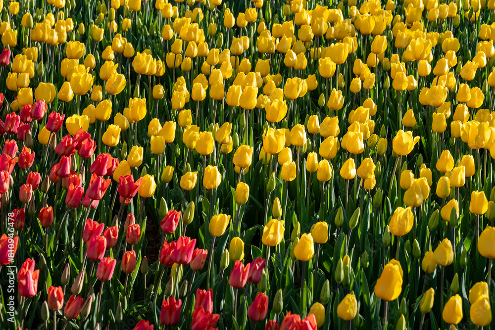 Flowerbeds of colorful tulips in Gulhane Park in Istanbul Flowerbeds of colorful tulips in Gulhane Park in Istanbul