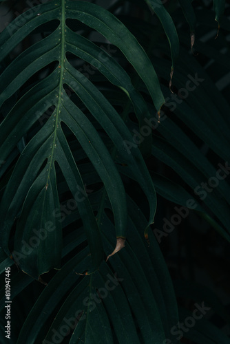 Close up dark green tropical monstera leaves background 