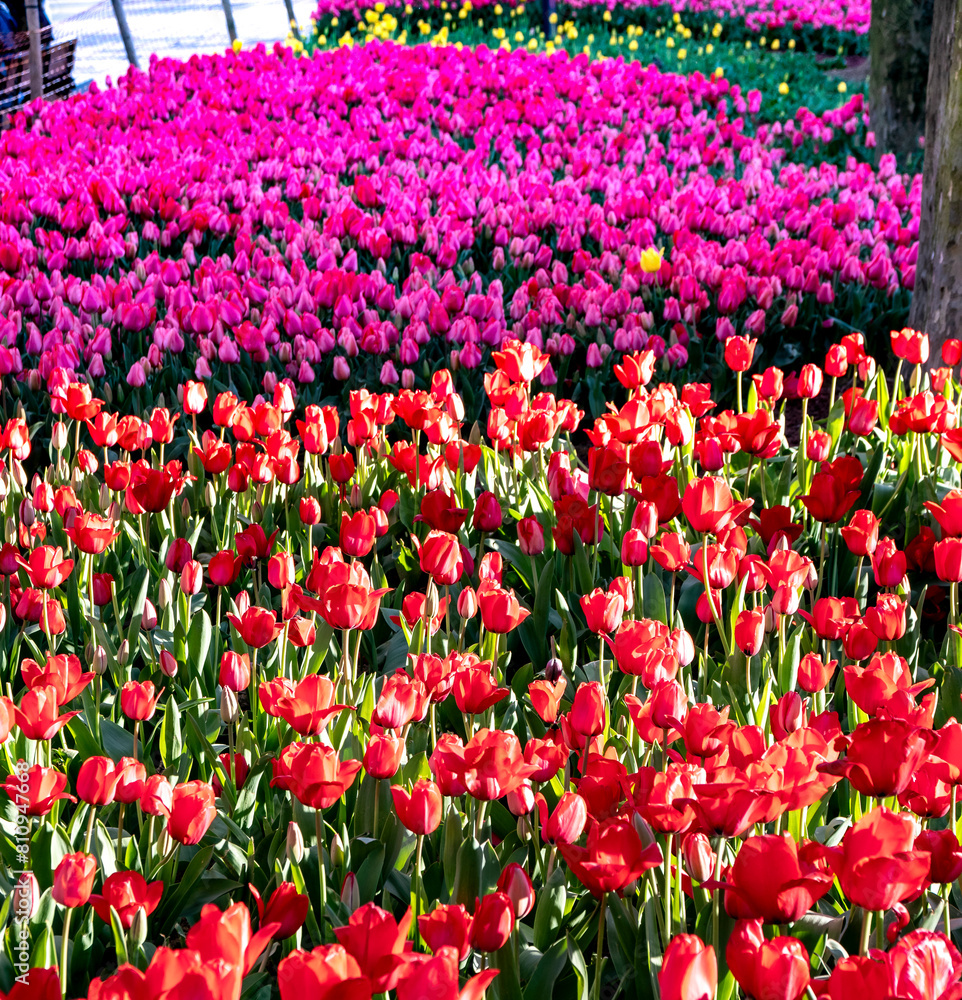 Flowerbeds of colorful tulips in Gulhane Park in Istanbul Flowerbeds of colorful tulips in Gulhane Park in Istanbul