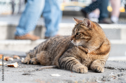 A stray cat is laying outside