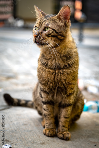 A stray cat is sitting outside