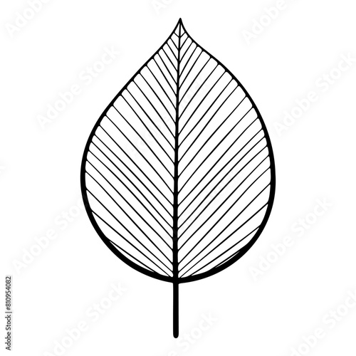 Hand drawn leaf of hornbeam tree. Vector illustration.