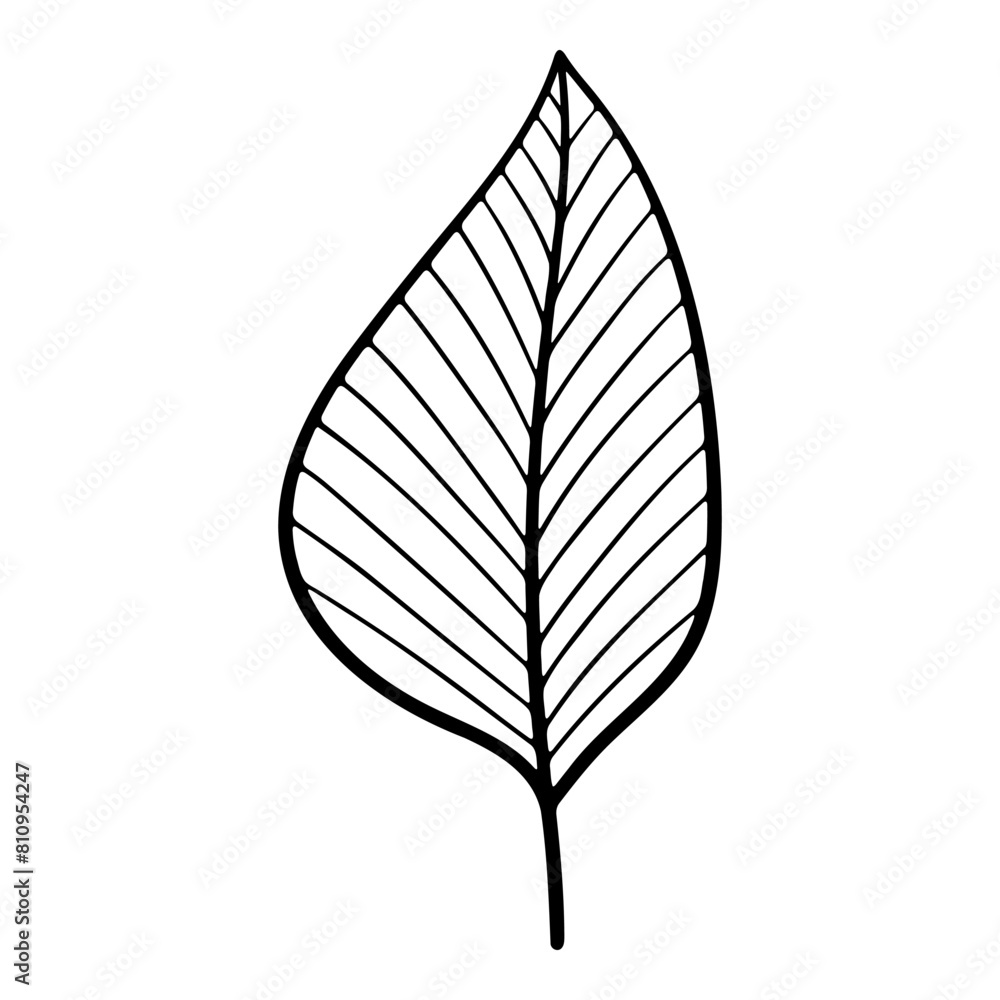 Hand drawn leaf of hazel tree. Vector illustration. Hand drawn leaf of hazel tree. Vector illustration.