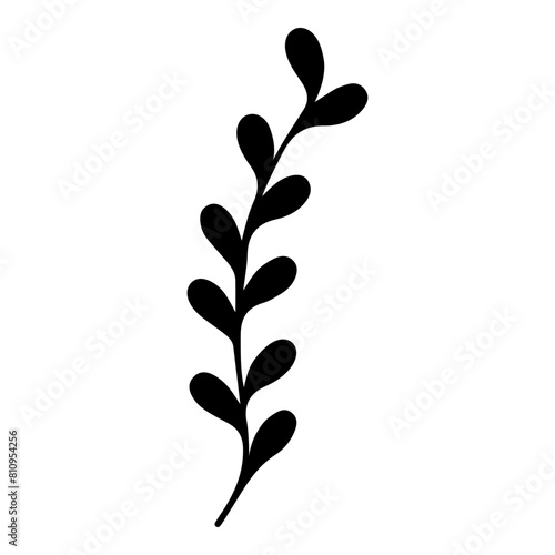 Hand drawn leaf of rowan tree. Vector illustration.