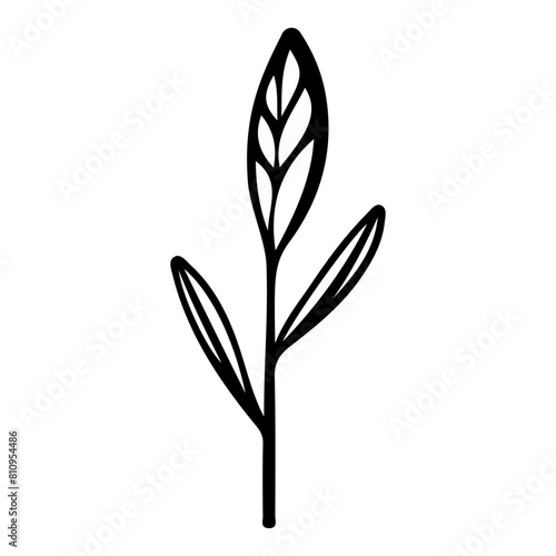 Hand drawn leaf of black poplar tree. Vector illustration.