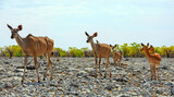 A small herd of female Kudu standing and looking alert on the dry rocky outcrop in Etosha