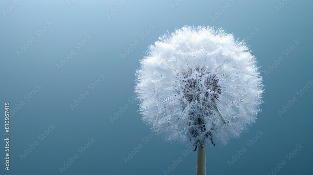 A dandelion in focus against a blue sky on a clear day A dandelion in focus against a blue sky on a clear day