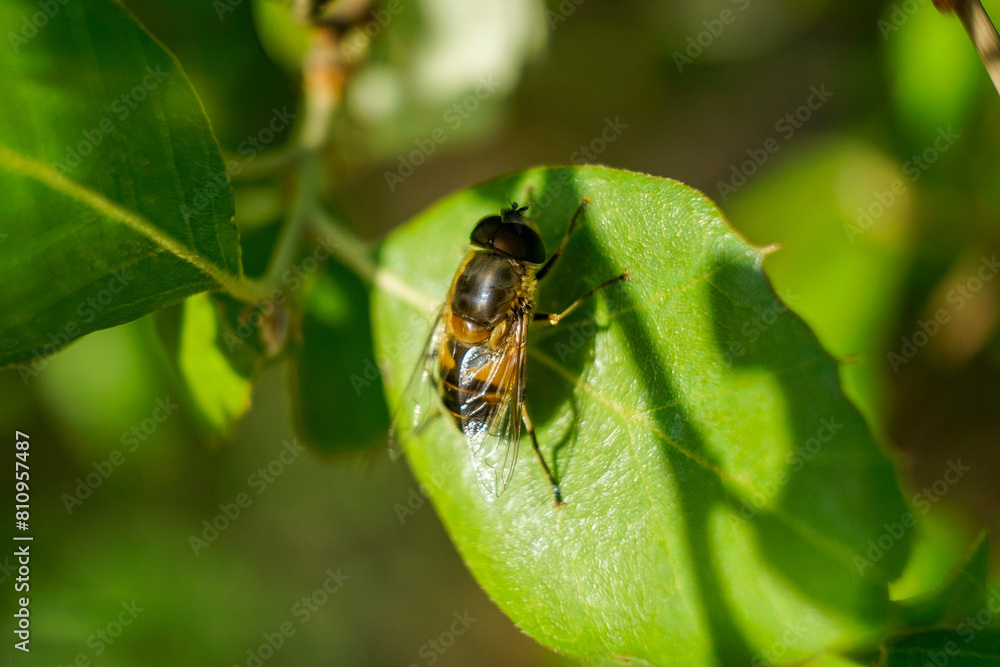 A hoverfly with yellow and black stripes sits on a green leaf. The insect's transparent wings and delicate legs are clearly visible, contrasting with the rich, vibrant foliage beneath. A hoverfly with yellow and black stripes sits on a green leaf. The insect's transparent wings and delicate legs are clearly visible, contrasting with the rich, vibrant foliage beneath.