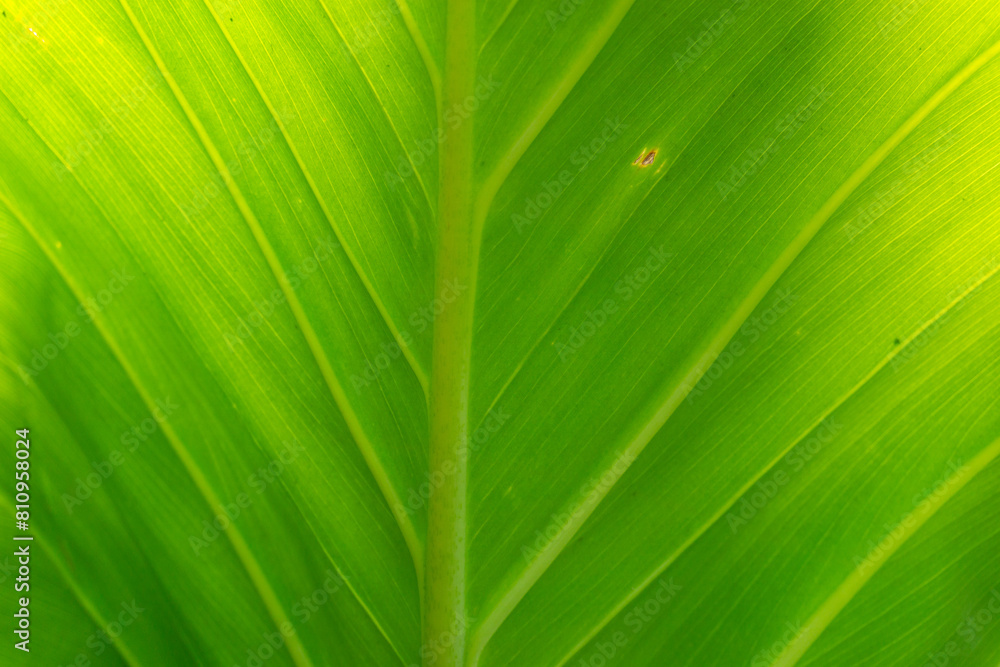 Banana leaf veins under the rays of the sun Banana leaf veins under the rays of the sun