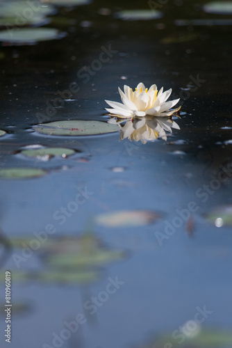 White water lily floating on the water