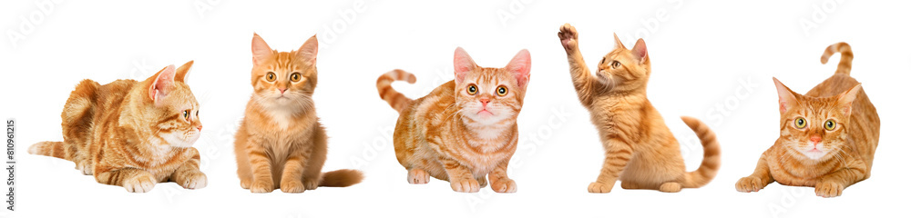 Orange cat playful png cut out element set Orange cat playful png cut out element set