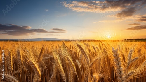 golden wheat field at sunset.