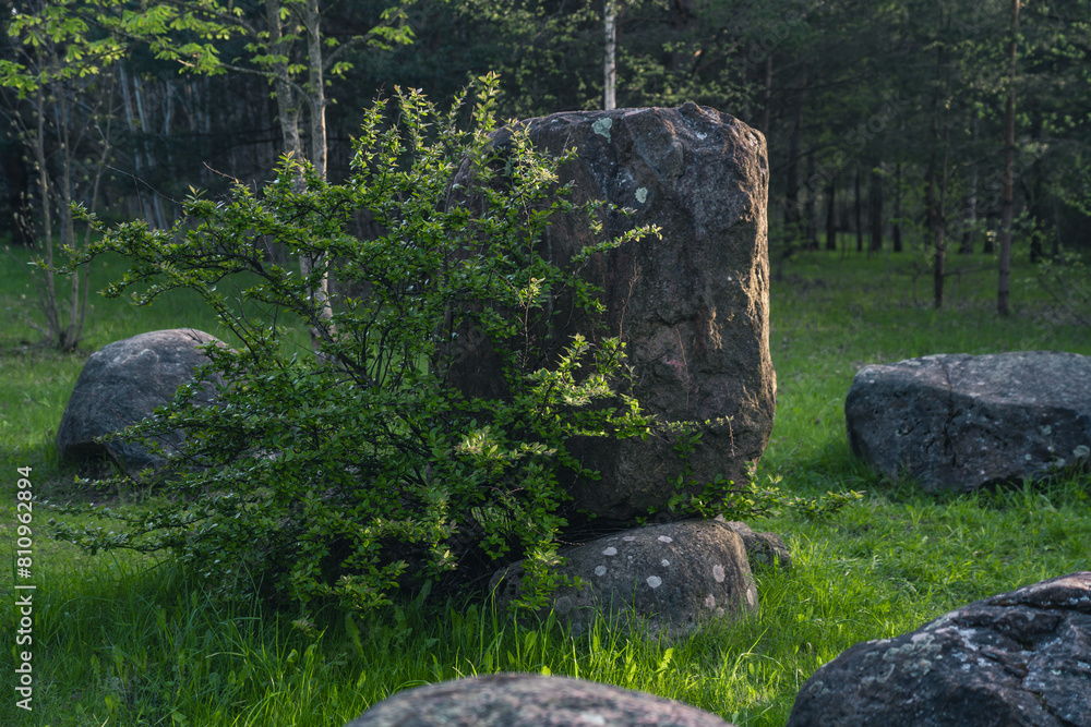 A tree growing from under a huge stone in the forest A tree growing from under a huge stone in the forest