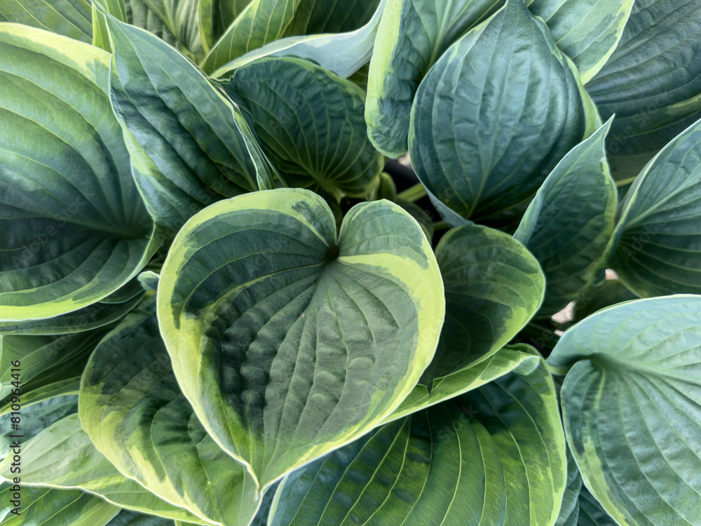 Plantain lilies(Hostas)are a shade tolerant plant named after the Austrian botanist Nicholas Thomas Host Plantain lilies(Hostas)are a shade tolerant plant named after the Austrian botanist Nicholas Thomas Host
