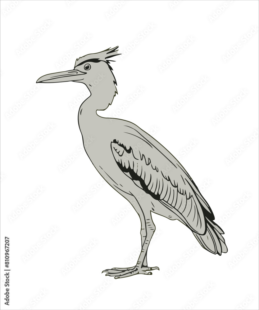 Fototapeta premium Anhinga Bird Victor Design 