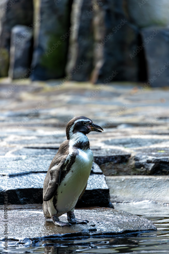 Obraz premium Humboldt Penguin (Spheniscus humboldti) - Peruvian Penguin Charmer