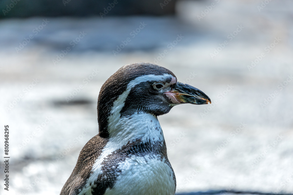 Naklejka premium Humboldt Penguin (Spheniscus humboldti) - Peruvian Penguin Charmer