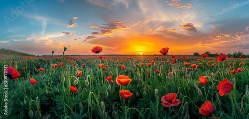 Sunset panorama over a poppy field  sky painted with Memorial Day remembrance.