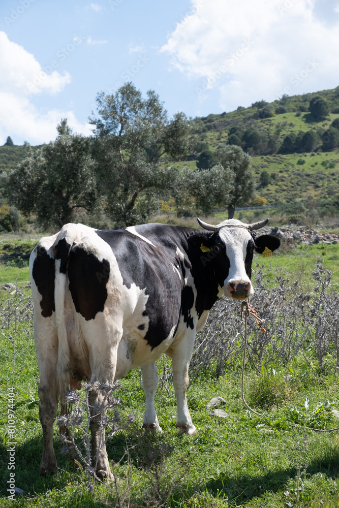 cows graze on a green field in sunny weather. HQ cows graze on a green field in sunny weather. HQ