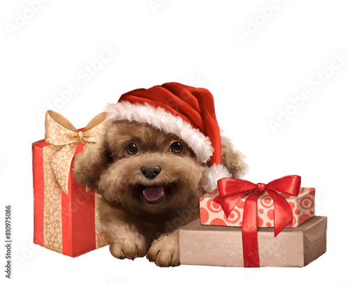 Cute fluffy poodle dog and gift boxes. Christmas illustration on white background