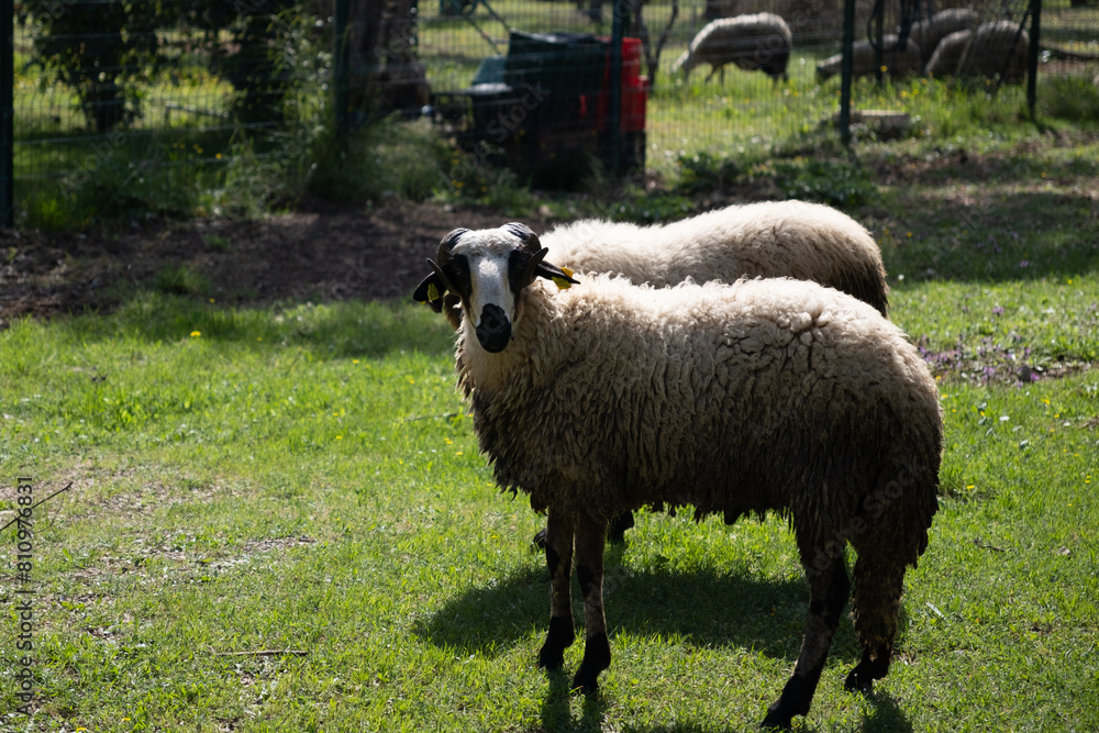 View of white sheep grazing on the green field View of white sheep grazing on the green field