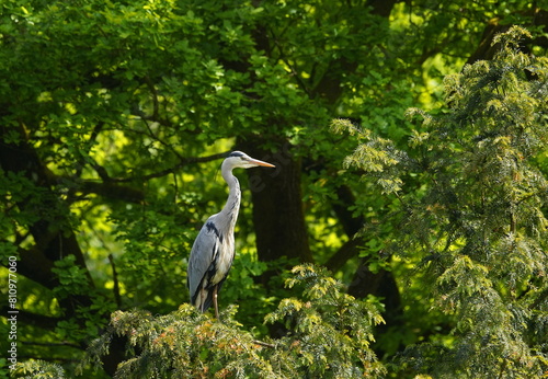 gray heron on a tree