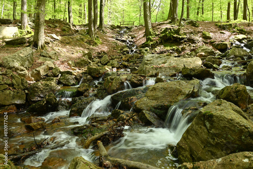 Beautiful view of the forest of la Géronstère