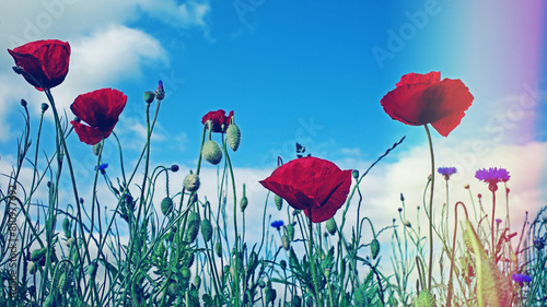 Poppies and cornflowers against a blue sky. With light leak