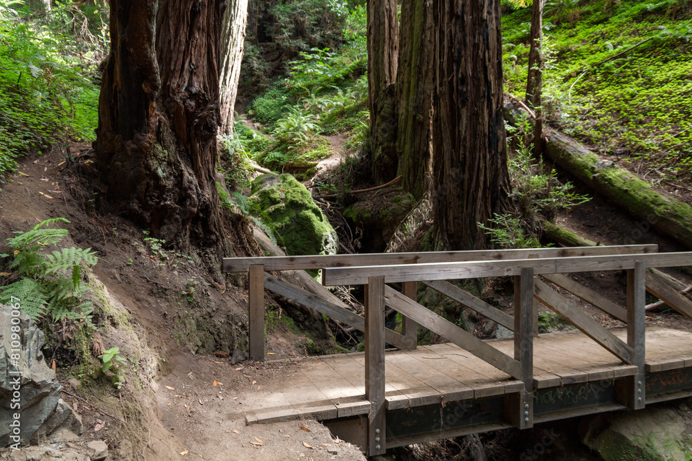 a wonderful wooden bridge over a hillside in the Muir Woods national momument near the coast in California a wonderful wooden bridge over a hillside in the Muir Woods national momument near the coast in California