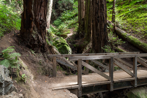 a wonderful wooden bridge over a hillside in the Muir Woods national momument near the coast in California photo