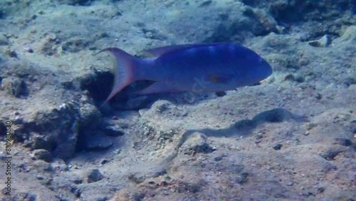 Lunartail grouper, scientific name is Variola louti, belongs to family Serranidae, it reaches a length of 1 m, tends to live solitary in coral reefs, Red Sea, Sinai, Middle East photo