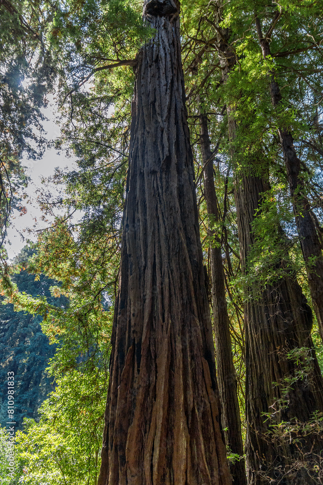 Fototapeta premium a closer view of the famous Muir Woods mammoth trees in the national monument forest, california