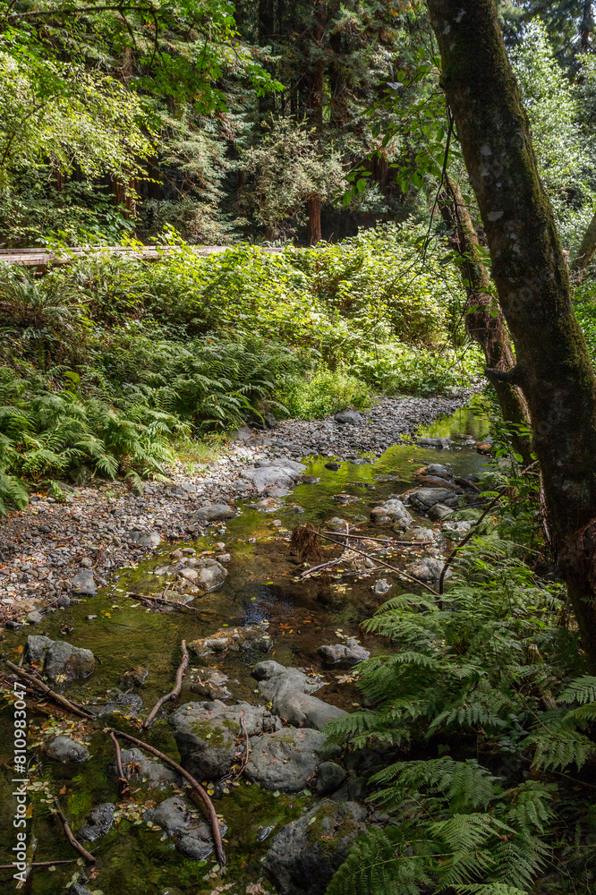 a river through the forest of the famous Muir Woods national monument in california a river through the forest of the famous Muir Woods national monument in california