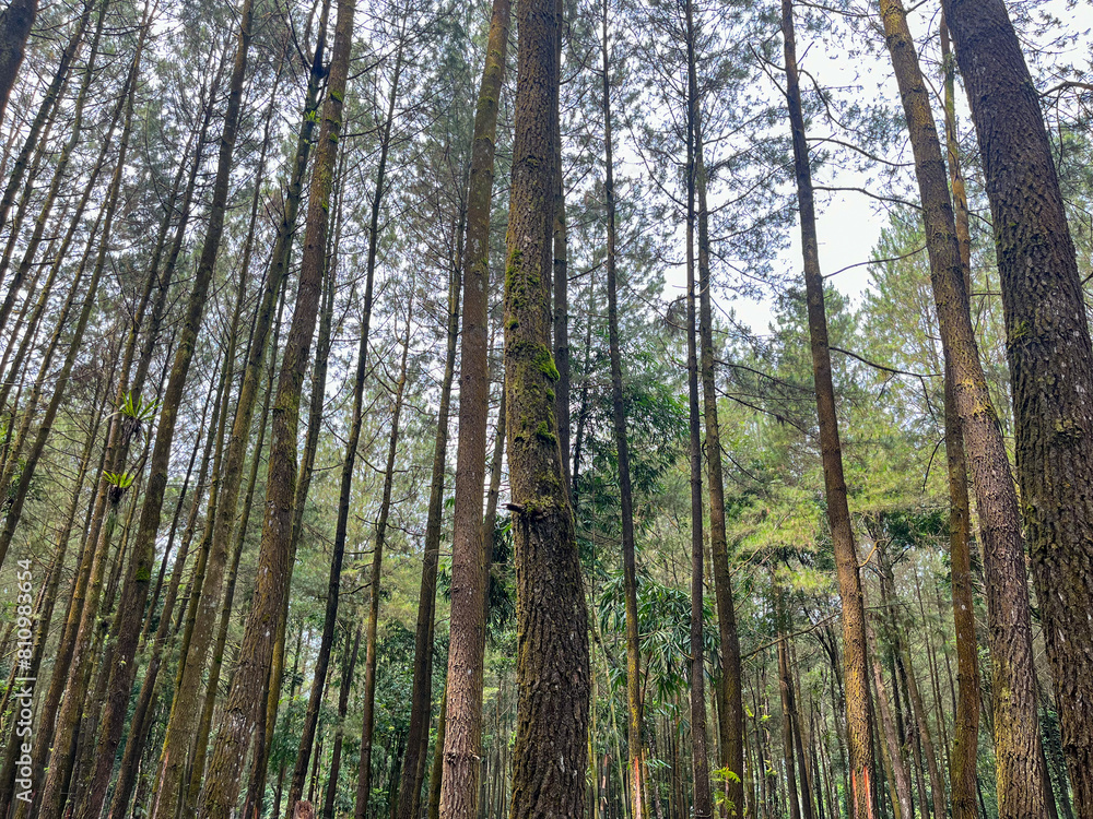 Obraz premium forest in spring