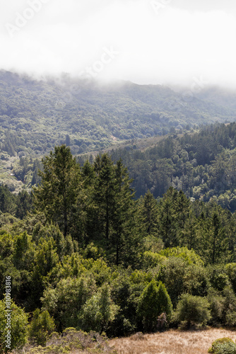 view on the hiking path near the Muir Woods valley at the top of the mountain at the coast in california