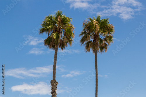 wonderfull vivid palm trees at the beach of oceanside, california