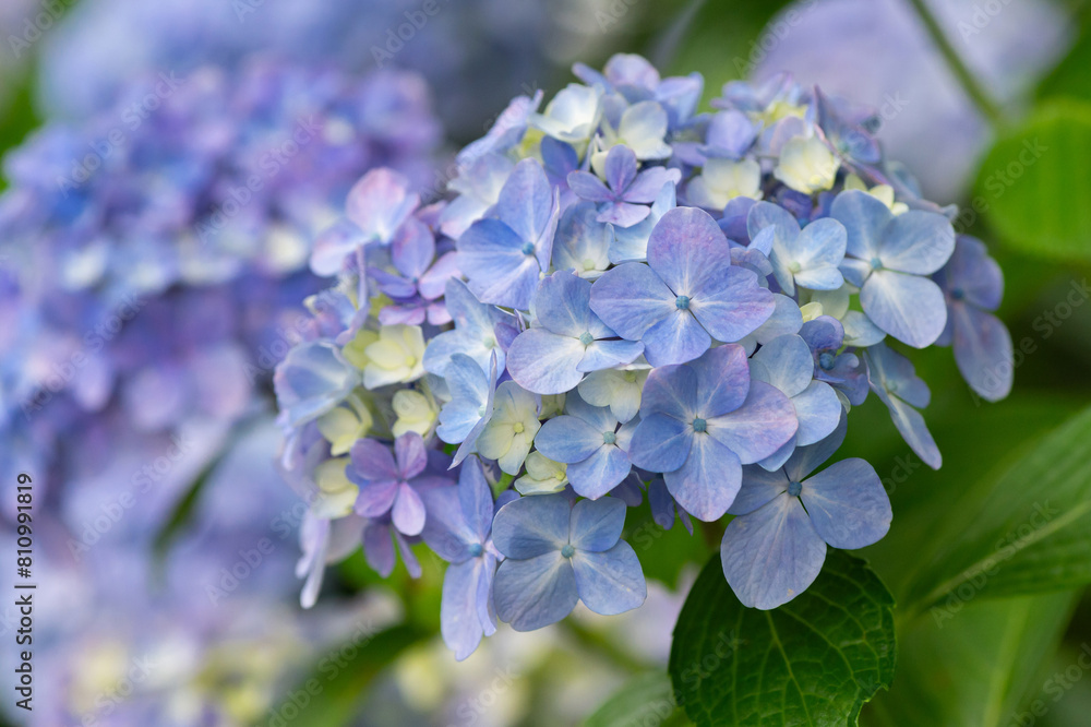６月の花壇
