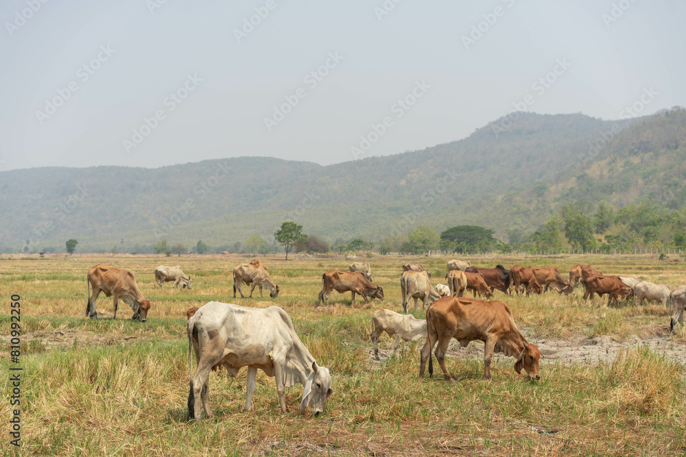 Cows of grazing on the grassland under the blue sky. Beef farm. Animal in the green field with mountain background. Cows of grazing on the grassland under the blue sky. Beef farm. Animal in the green field with mountain background.