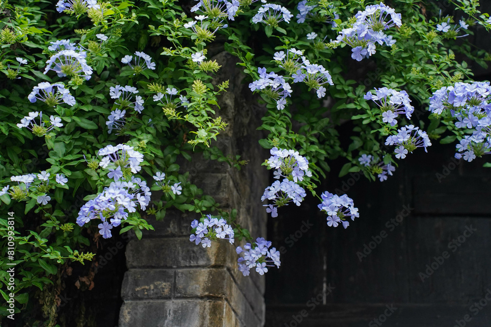 Plumbago auriculata blooms in summer. Plumbago auriculata, the cape leadwort, blue plumbago or Cape plumbago, is a species of flowering plant in the family Plumbaginaceae.