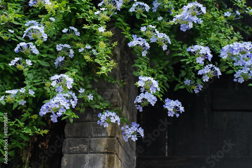 Obraz na płótnie Plumbago auriculata blooms in summer. Plumbago auriculata, the cape leadwort, blue plumbago or Cape plumbago, is a species of flowering plant in the family Plumbaginaceae. w salonie