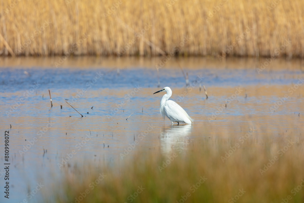 Little Egret searching a pond for fish, Middlesbrough, England, UK. Little Egret searching a pond for fish, Middlesbrough, England, UK.
