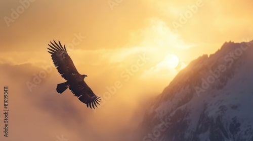 A bald eagle flying in sky at sunrise in wild.