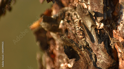 butterfly pupa in autumn on a tree trunk