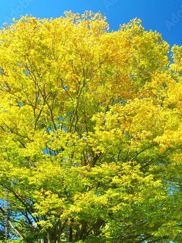 秋の色づきの欅の大木