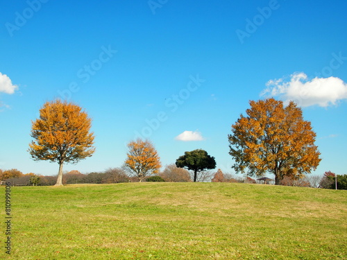 草原と枯れ木のある冬のみさと公園風景