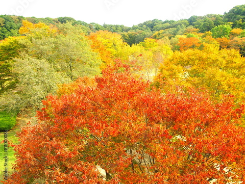 秋の21世紀の森と広場の黄葉風景
