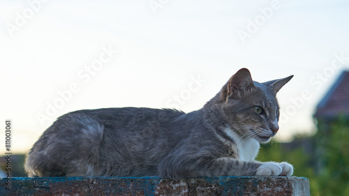 A gray cat lying on a brick wall.