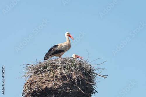 European White Stork, a pair of storks in a nest, the stork hatches chicks